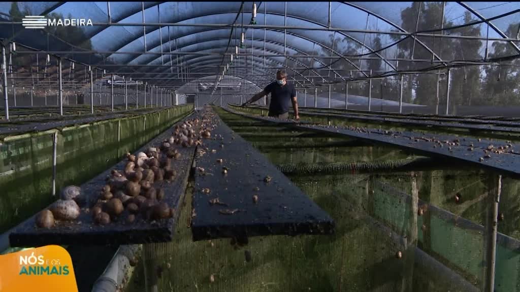 Imagem de Nós e os Animais