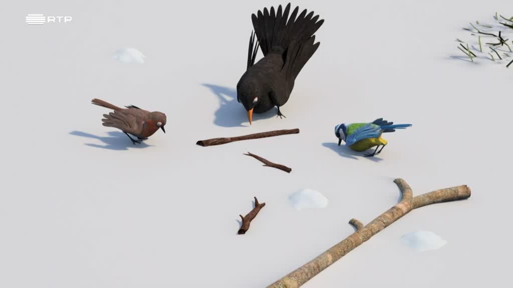 Imagem de Shane, O Chef