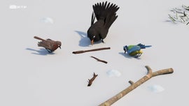 Imagem de Shane, O Chef