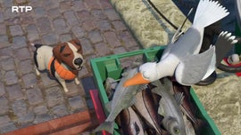 Imagem de Shane, O Chef