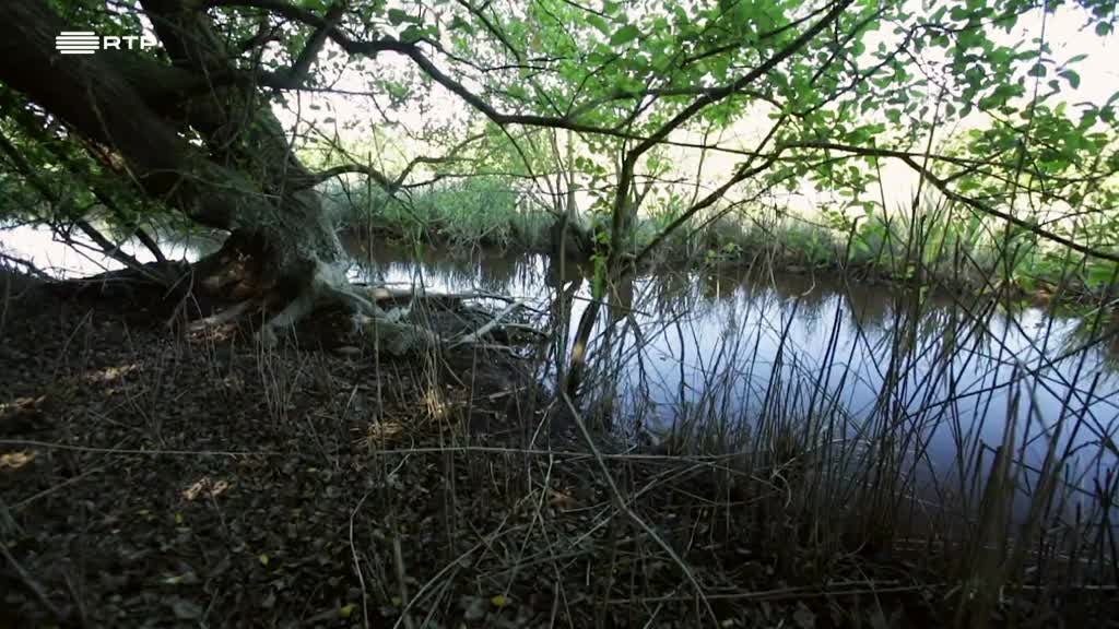 Imagem de Encontro D´Águas - Segredos da Ria e d