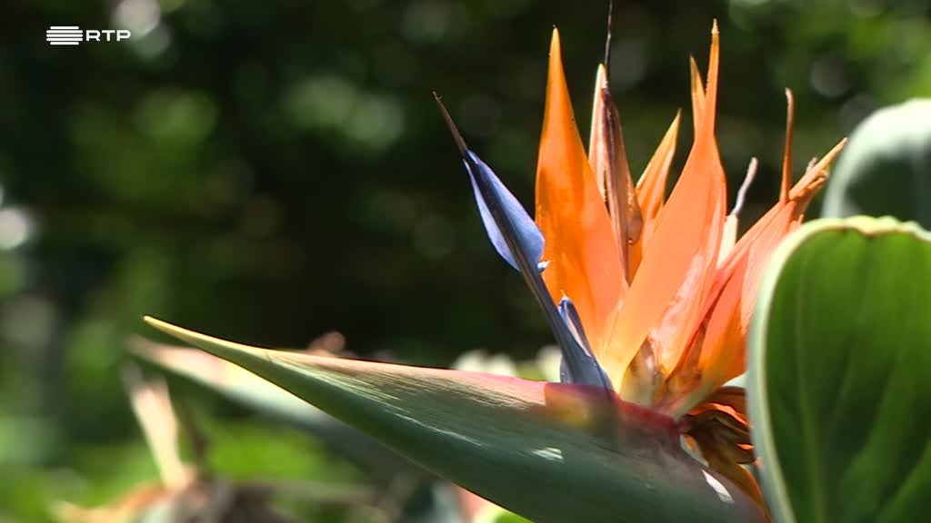 Imagem de Outras Histórias - O Mundo Cabe Numa Mochila, Em Nome das Plantas, Lixo com Arte