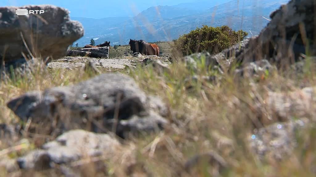 Imagem de Outras Histórias - A Oficina, Garranos - Cavalos de Montanha, Refazer o Destino