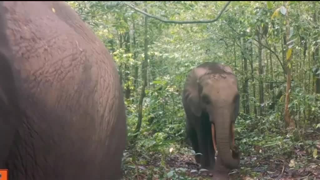 Imagem de África Global