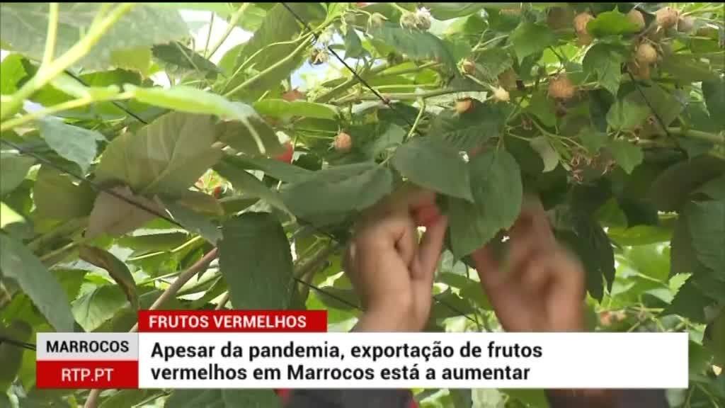 Imagem de Zoom África