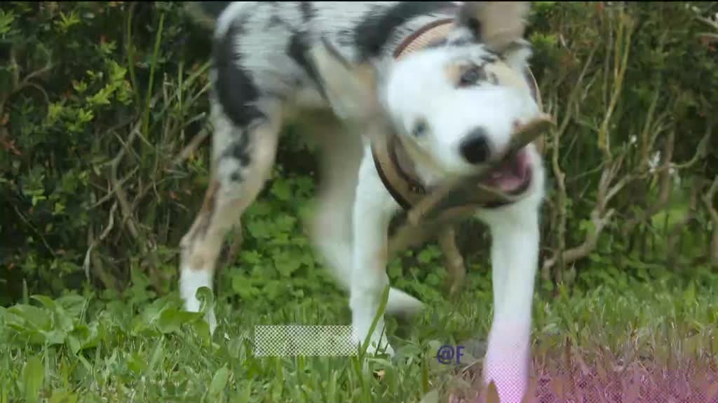 Imagem de Faz Faísca