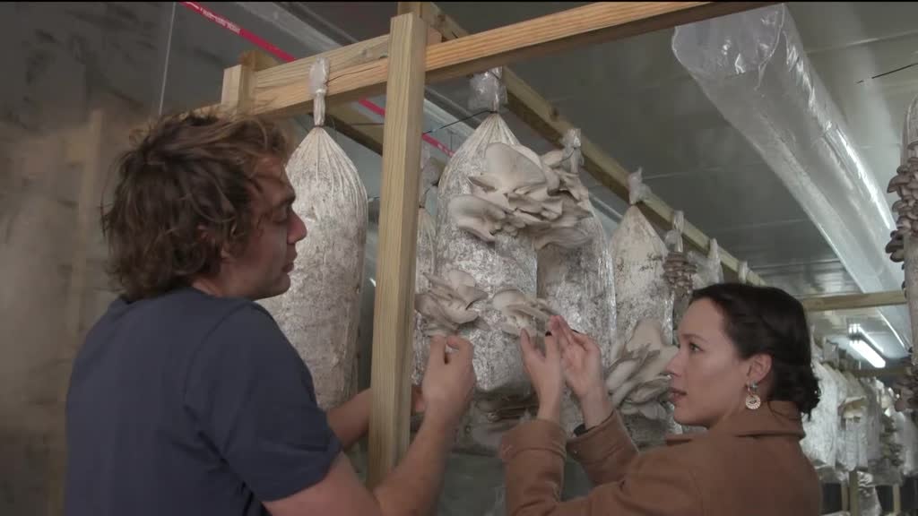 Imagem de Faz Faísca