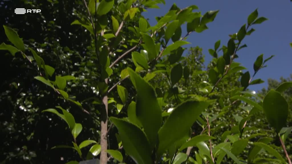 Imagem de Jardins Históricos