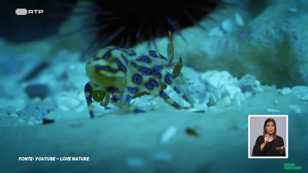 Imagem de Biosfera - Tubarões: Predadores ou Presas?