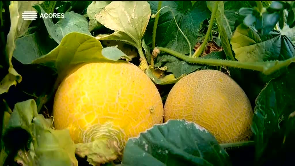 Imagem de Histórias da Terra e da Gente