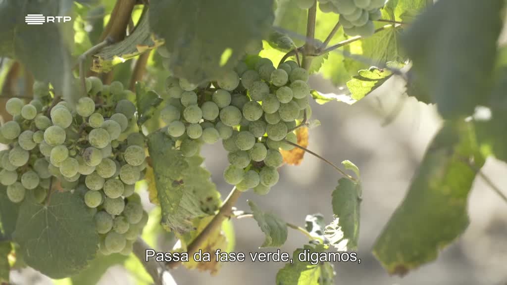 Imagem de Sem Fronteiras - Riba de Ave e Ribadavia