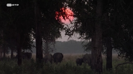 A Nossa Gorongosa