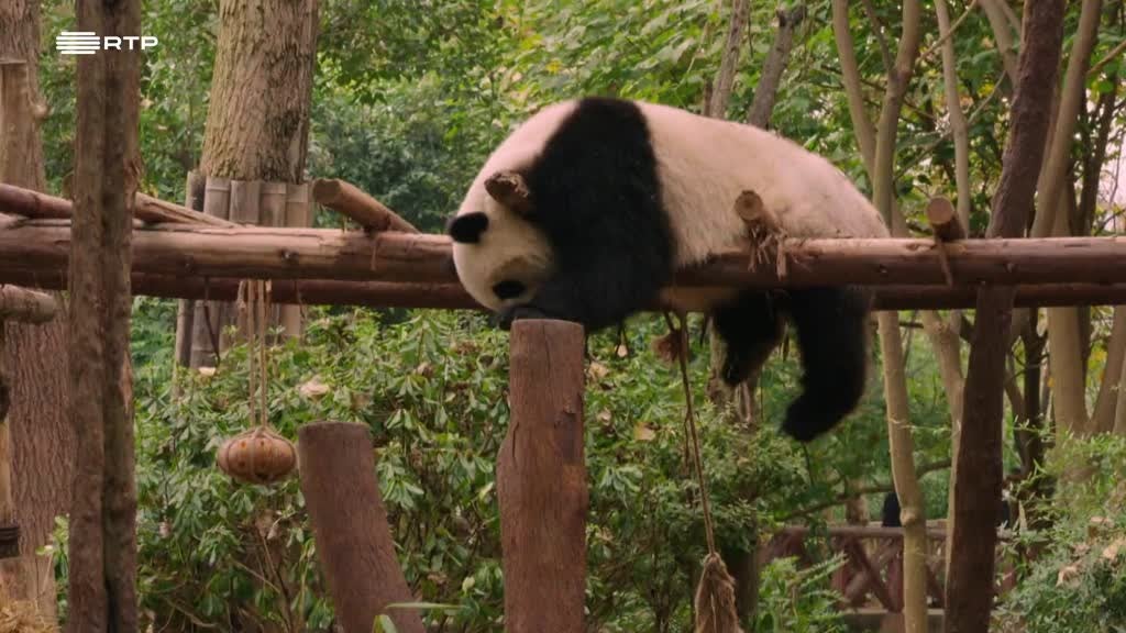 Imagem de Ni Hao China - Chengdu