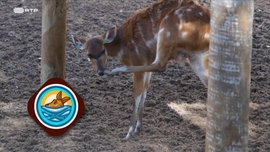 Imagem de Animais