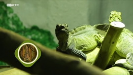 Imagem de Animais
