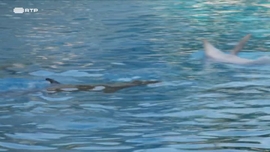 Imagem de Animais
