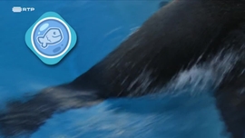 Imagem de Animais