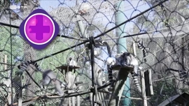 Imagem de Animais