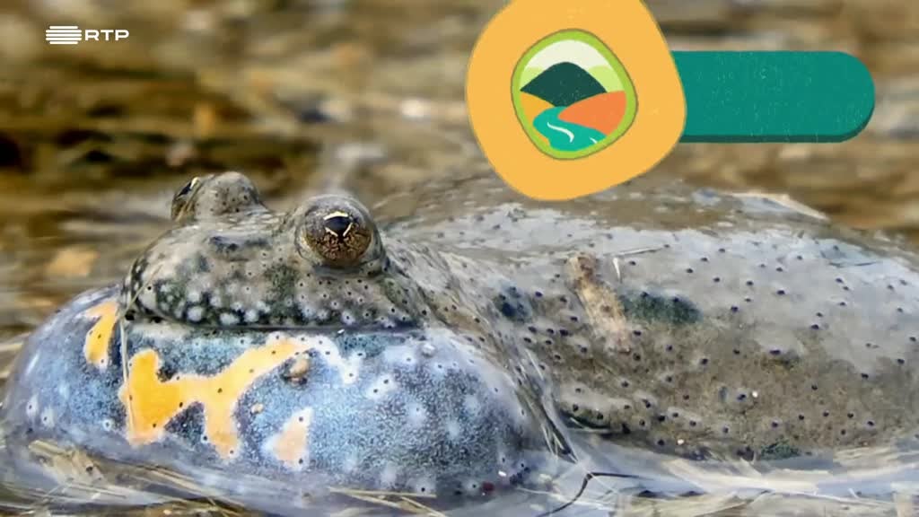 Imagem de De Lisboa a Estocolmo - Alemanha