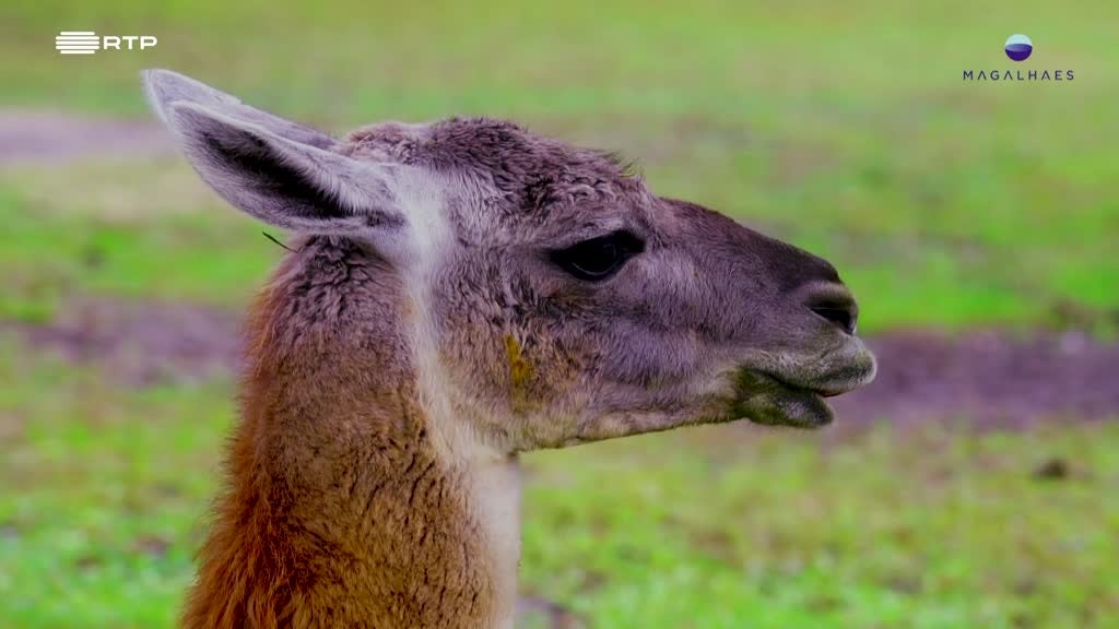 Imagem de Planeta Magalhães