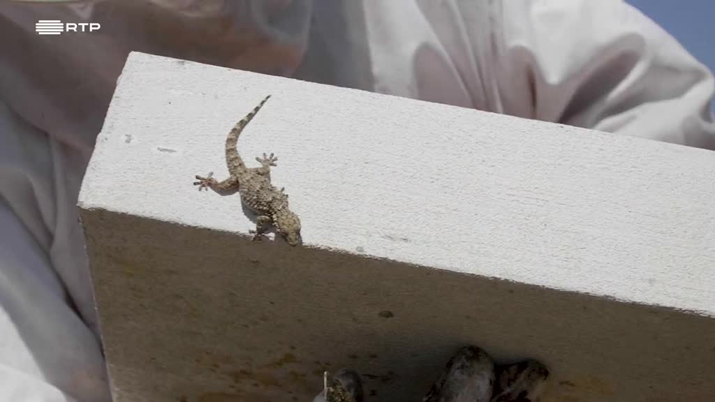 Imagem de Covil@ZigZag