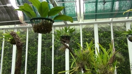 Imagem de Um Dia no Bot�nico - 30 Anos do Jardim Bot�nico do Faial