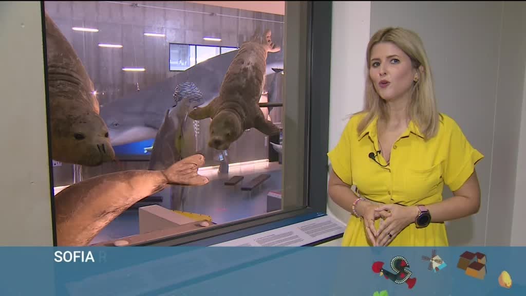 Imagem de Férias Cá Dentro - Machico