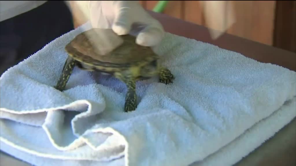 Imagem de Férias Cá Dentro - Albufeira