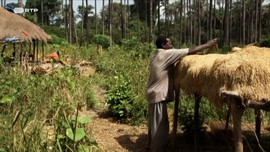 Imagem de NOmang - Plantas Sagradas