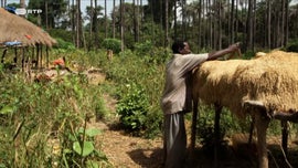 Imagem de NOmang - Plantas Sagradas