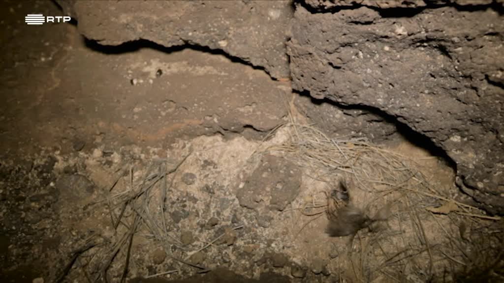 Imagem de As Novas Viagens Philosophicas - Cabo Verde: À Procura de Répteis