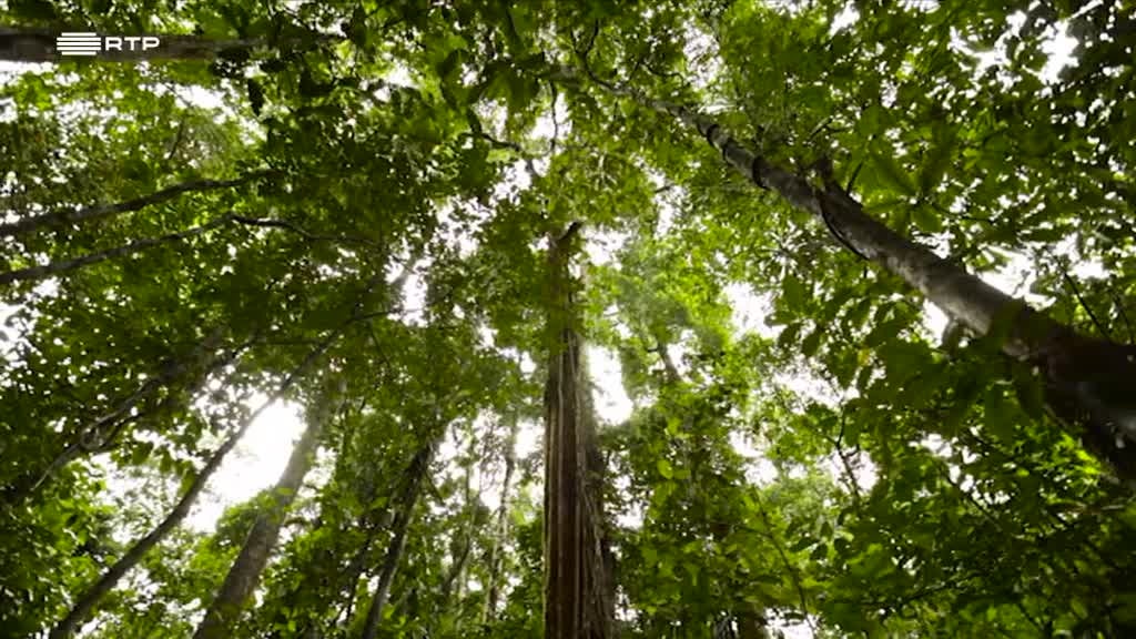 Imagem de As Novas Viagens Philosophicas - São Tomé e Príncipe: Um Mundo de Espécies no Equador