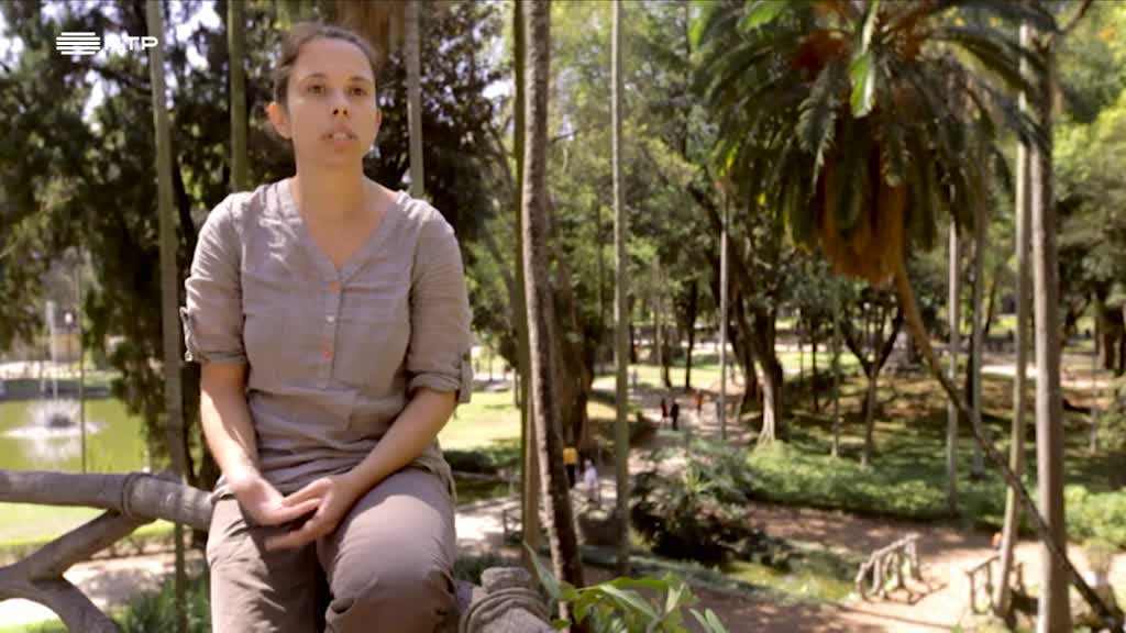 Brasil e Panam: o mundo vagaroso das preguias