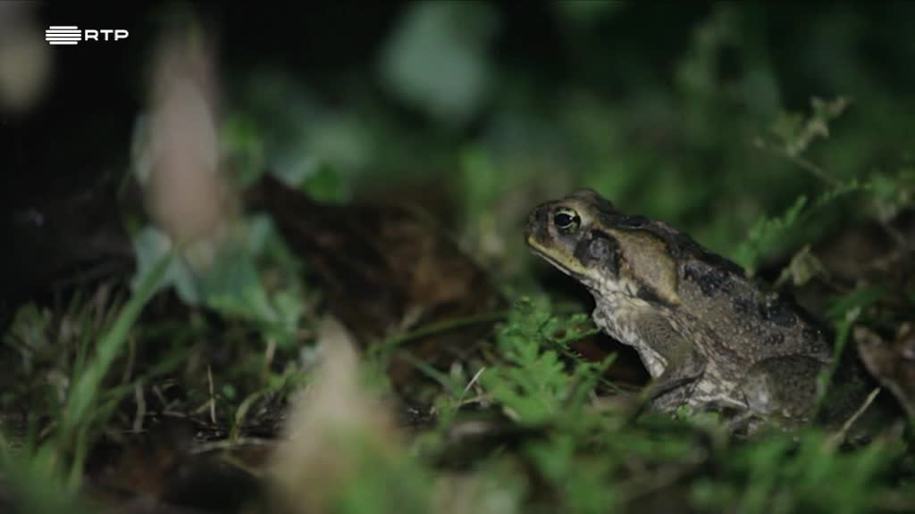 Imagem de As Novas Viagens Philosophicas - Brasil / Austrália: a interminável viagem dos sapos