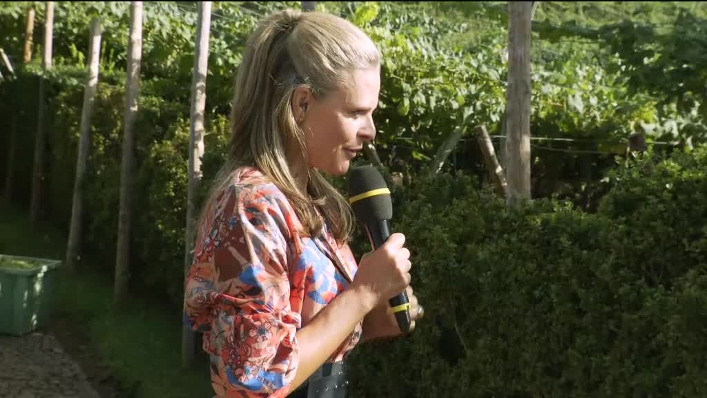 Imagem de Festa das Vindimas 2021 - Câmara de Lobos