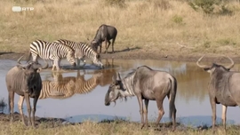 Imagem de A Zebra Sortuda