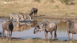 Imagem de A Zebra Sortuda