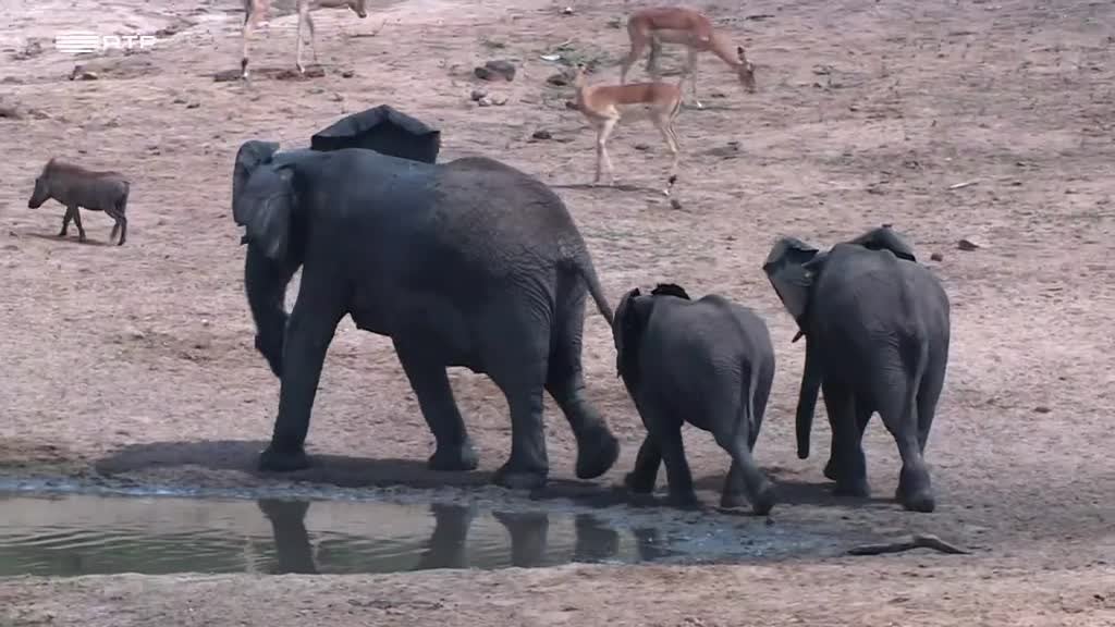 Imagem de Destino Animal - A Vida Aventurosa de Swala Pala, a Jovem Gazela