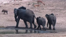 Imagem de A Vida Aventurosa de Swala Pala, a Jovem Gazela