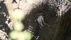 Imagem de Mem�rias de Elefante