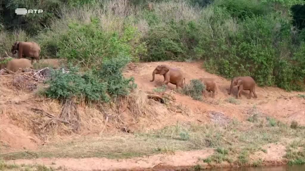 Imagem de Destino Animal - O Jovem Babuíno e o Seu Divertido Clã