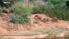 Imagem de O Jovem Babu�no e o Seu Divertido Cl�