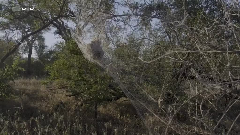 Imagem de Destino Animal - Mãe Girafa