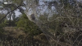 Imagem de M�e Girafa