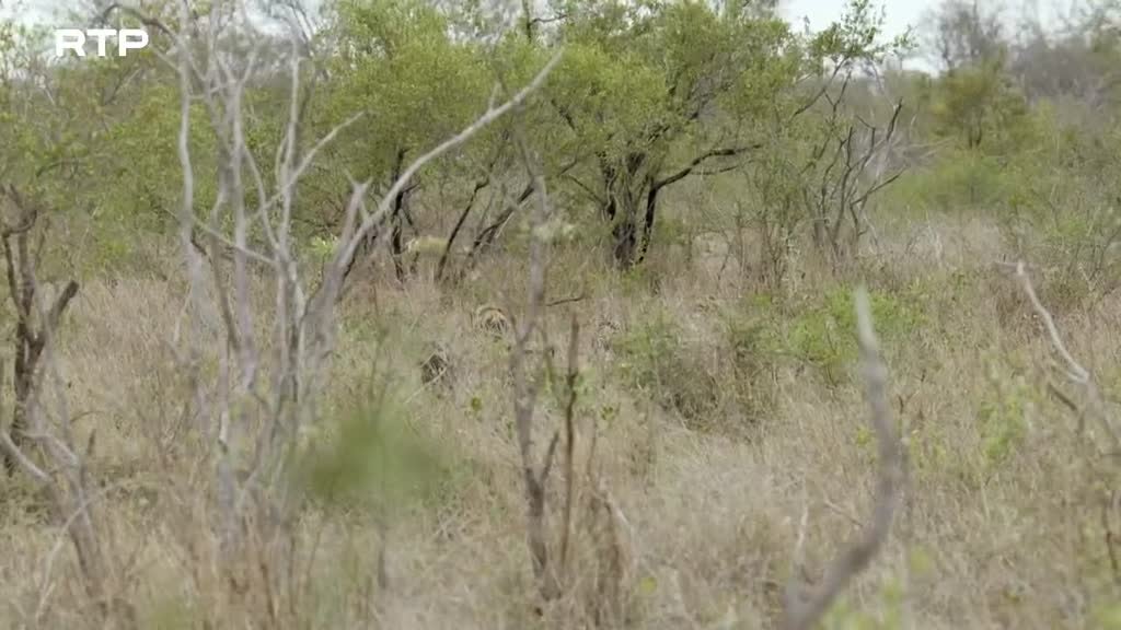 Imagem de Destino Animal - Os Três Pequenos Javalis Africanos