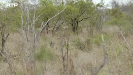 Imagem de Os Tr�s Pequenos Javalis Africanos