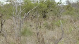 Imagem de Os Tr�s Pequenos Javalis Africanos