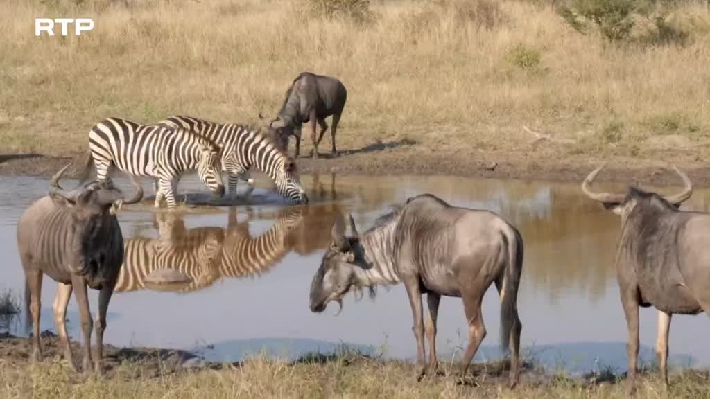 Imagem de Destino Animal - A Zebra Sortuda