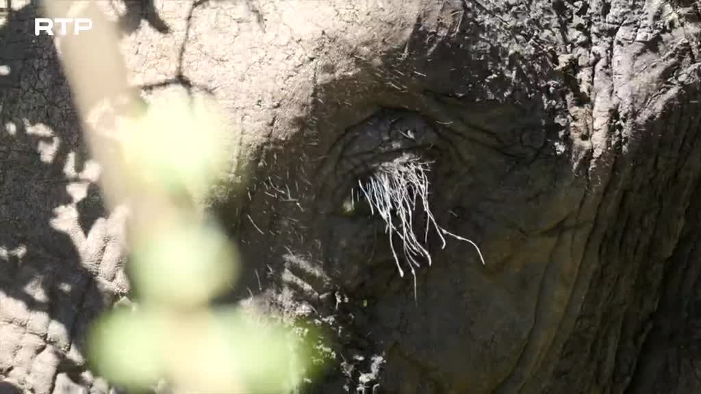 Imagem de Destino Animal - Memórias de Elefante