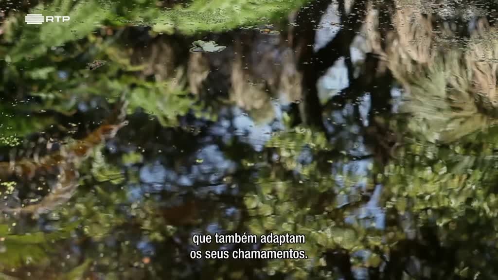 Imagem de Soa - Os Ouvidos Não Têm Pálpebras